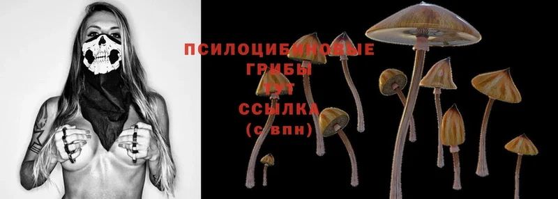 Псилоцибиновые грибы MAGIC MUSHROOMS  наркотики  Боровичи 